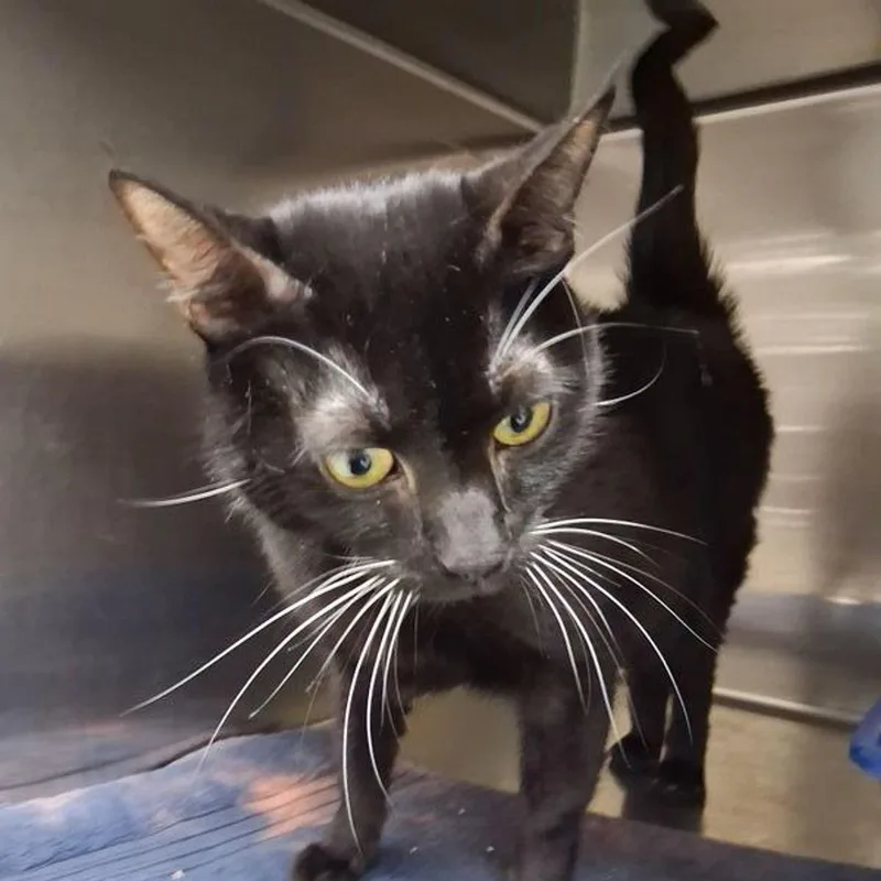 An adult medium-sized male Black & White / Tuxedo Domestic Short Hair cat named Midnight for adoption in Lake Havasu City, AZ