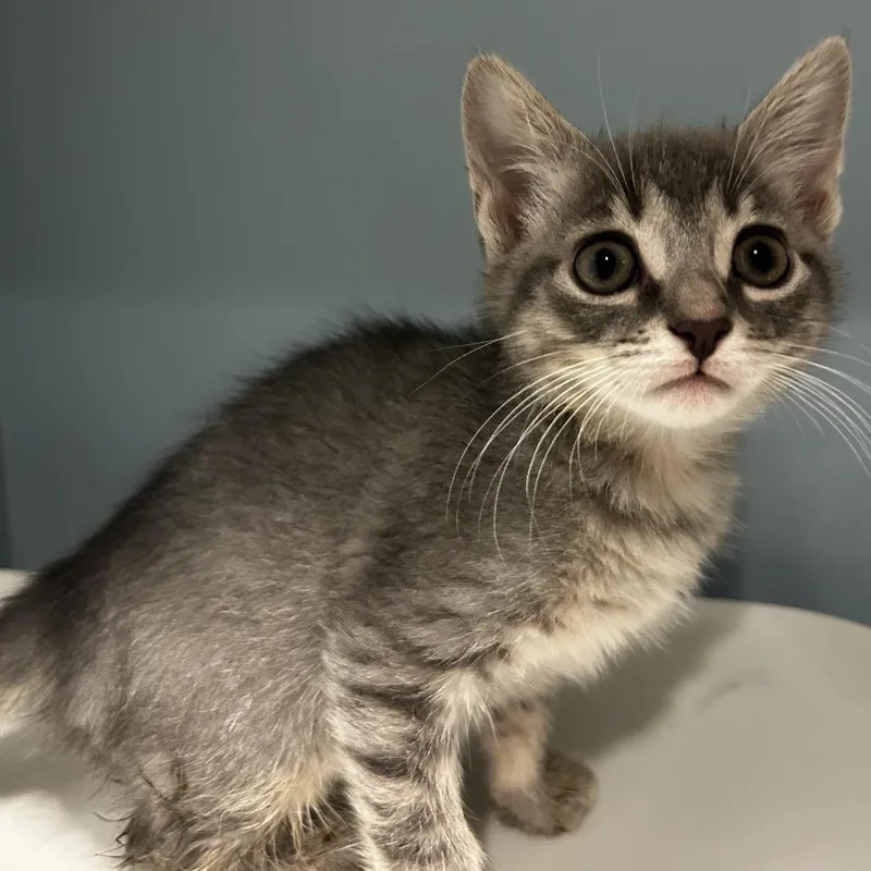 A baby small-sized female Gray / Blue / Silver Domestic Short Hair cat named Stromboli for adoption in Chattanooga, TN