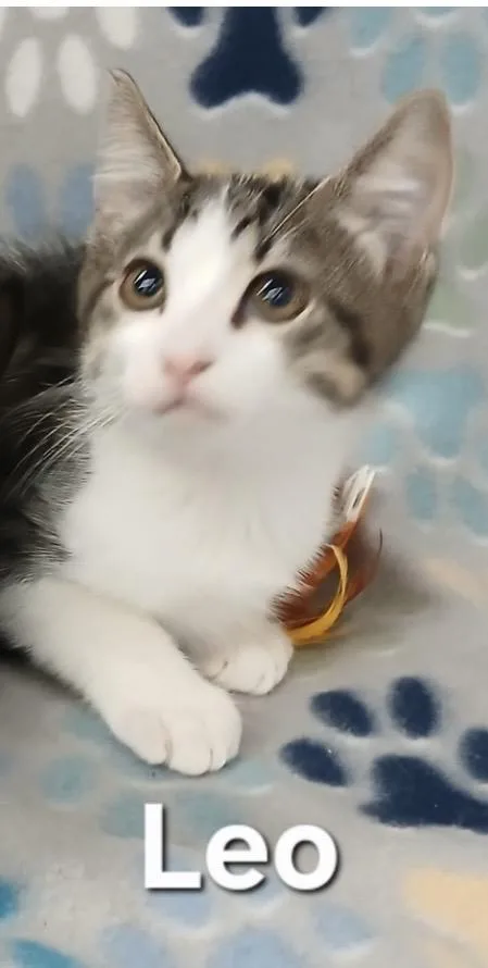 Ross & Leo BONDED thumbnail 2