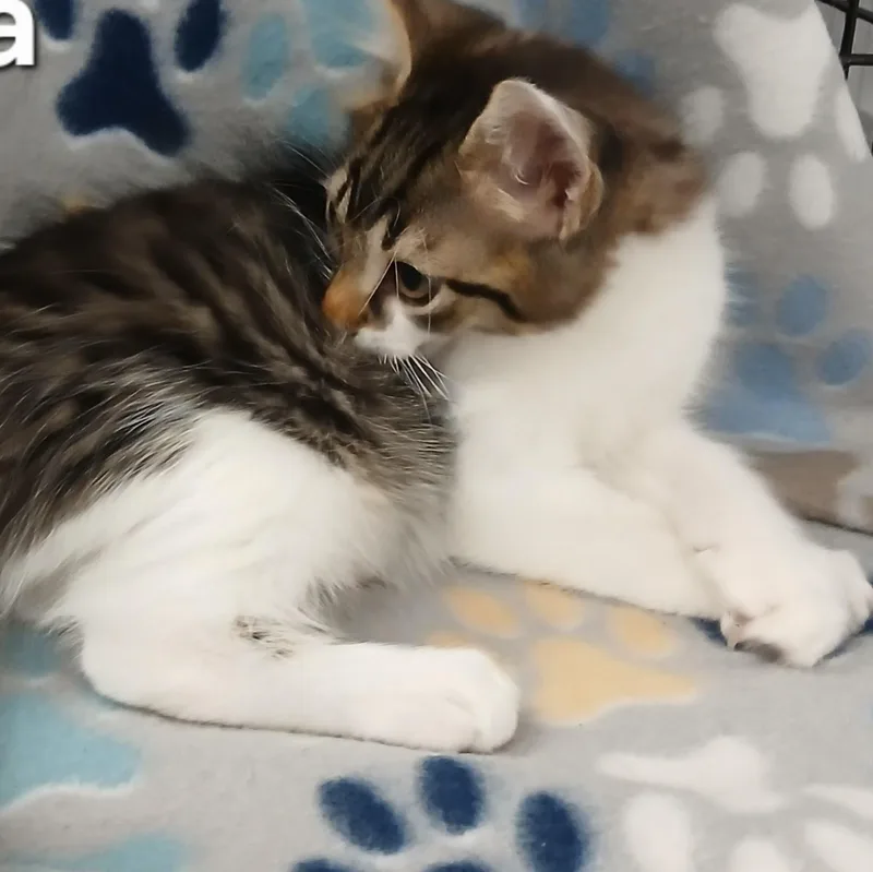Ross & Leo BONDED thumbnail 3
