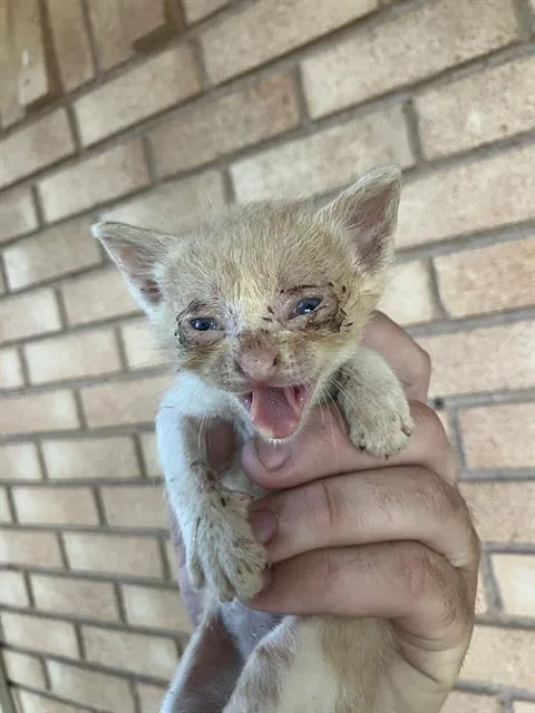 A baby medium-sized male Domestic Medium Hair cat named Max for adoption in Dallas, TX
