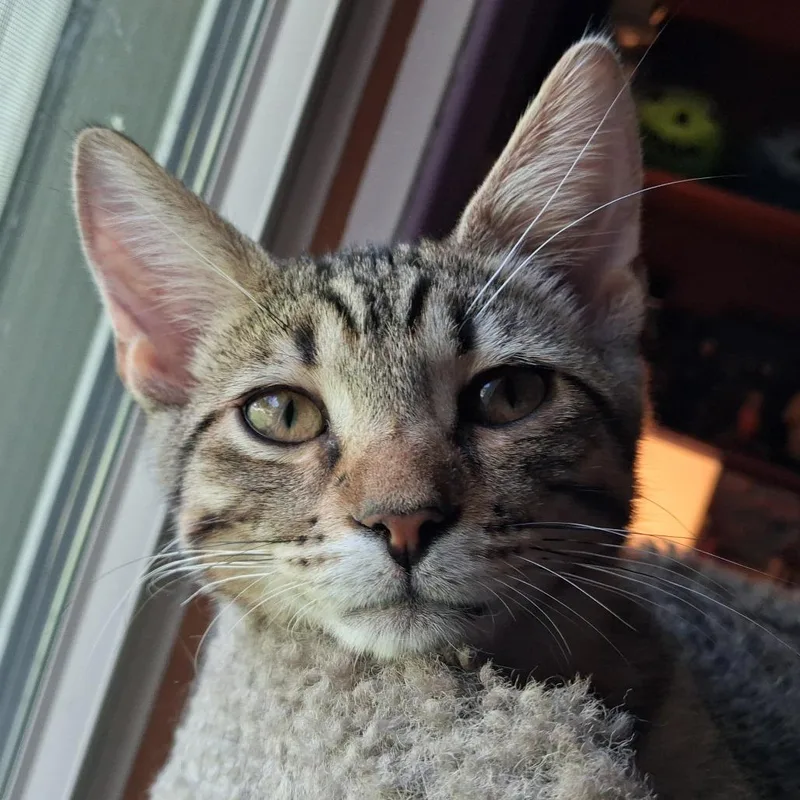 A baby small-sized male Gray / Blue / Silver Domestic Short Hair cat named Neil for adoption in Pittsburgh, PA
