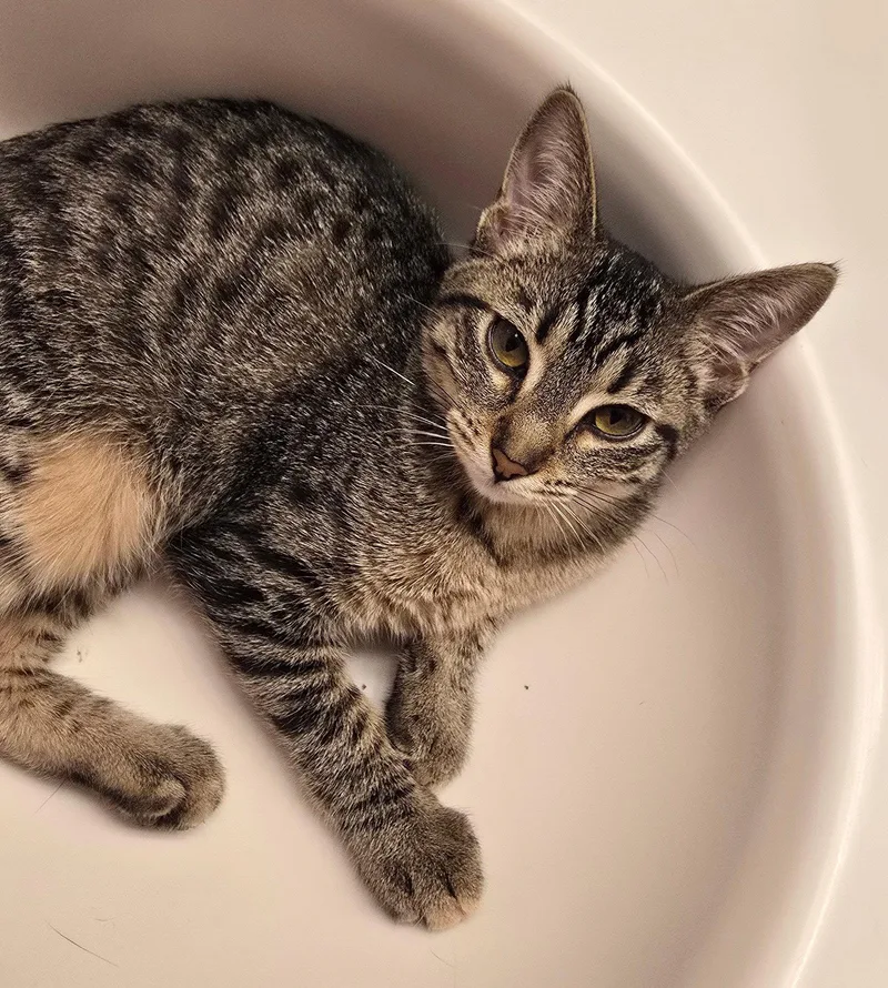 A baby medium-sized female Domestic Short Hair cat named Moe for adoption in Glendale, AZ