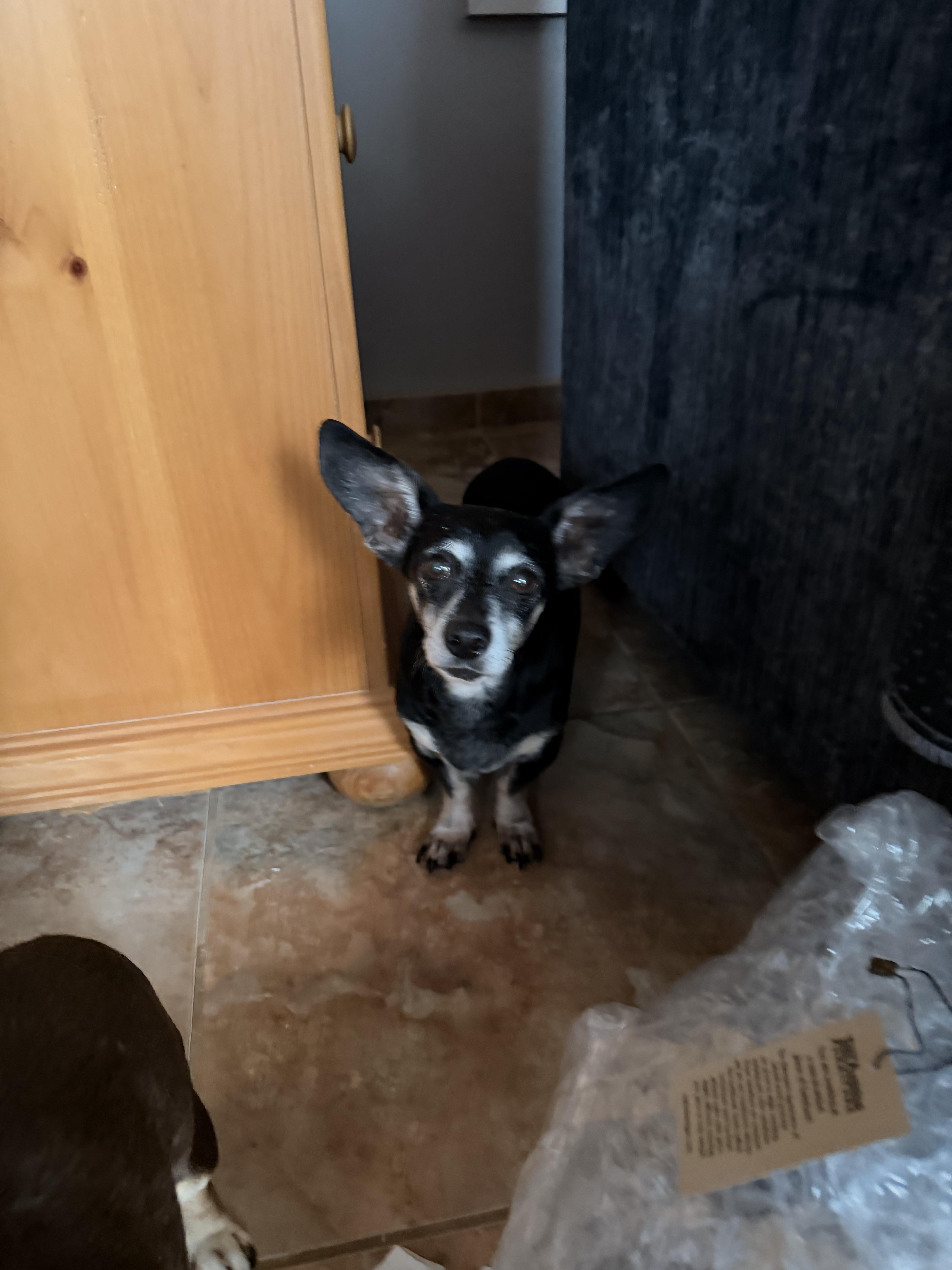 A senior small-sized male Chihuahua dog named Huey for adoption in Tucson, AZ