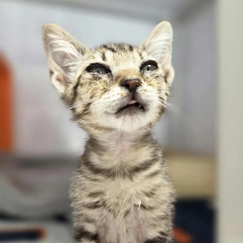 A baby small-sized male Brown / Chocolate Domestic Short Hair cat named Pipsqueak for adoption in Houston, TX
