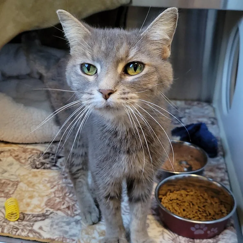An adult medium-sized female Domestic Short Hair cat named Julie Andrews for adoption in Nashville, IN