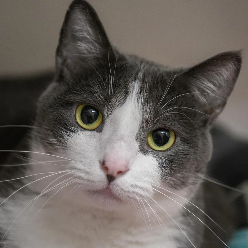 A senior medium-sized male Black Domestic Short Hair cat named Yuumi for adoption in Redwood City, CA