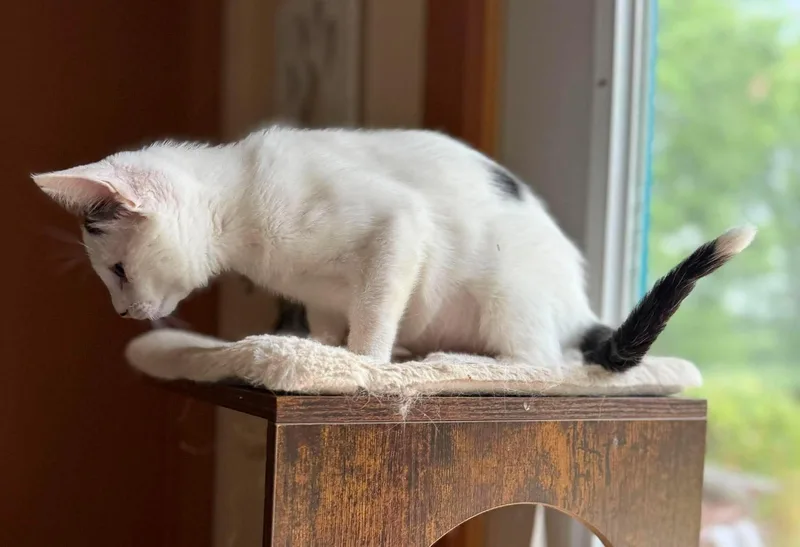 A young medium-sized female Black & White / Tuxedo Domestic Short Hair cat named Aspen for adoption in Marion, IN