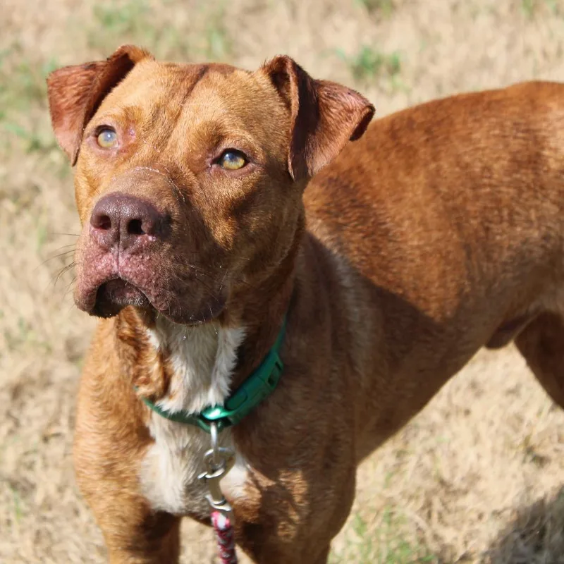 A young medium-sized male Retriever dog named Manatee for adoption in Cleveland, MS