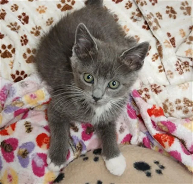A baby small-sized female Domestic Short Hair cat named Gracie for adoption in Tustin, CA