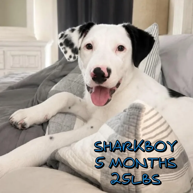 A baby medium-sized male Mixed Breed dog named Sharkboy for adoption in Holbrook, NY