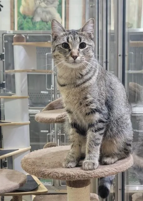 A young medium-sized female Domestic Medium Hair cat named Skyler for adoption in Saint Peters, MO