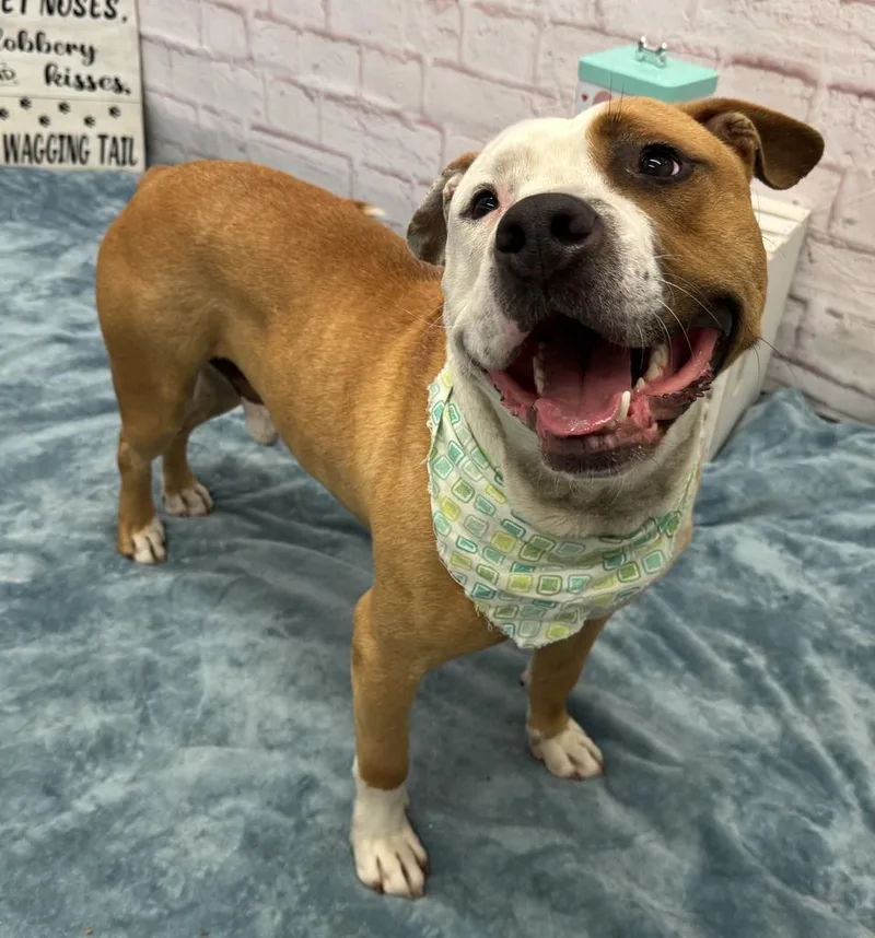 An adult large-sized male Mixed Breed dog named BBQ Baby for adoption in Detroit, MI