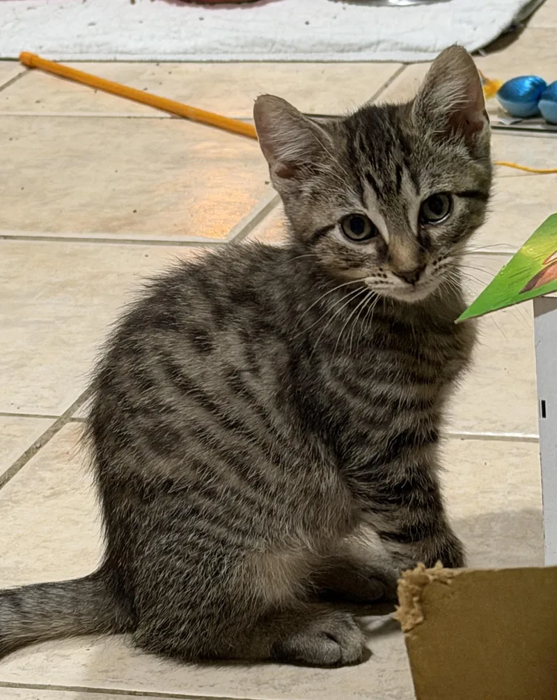 A baby medium-sized male Tabby (Brown / Chocolate) Domestic Short Hair cat named Bruno for adoption in East Hanover, NJ