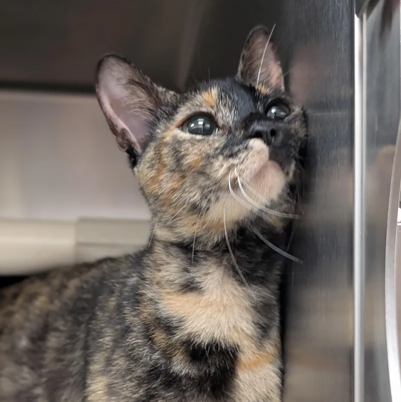 An adult medium-sized female Tortoiseshell Domestic Short Hair cat named Candy for adoption in St. Augustine, FL