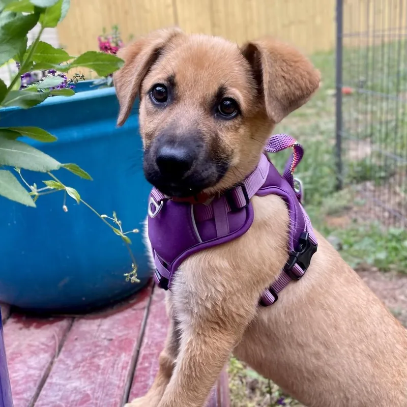 A baby small-sized female Yellow / Tan / Blond / Fawn German Shepherd Dog dog named Rapunzel for adoption in Fayetteville, GA