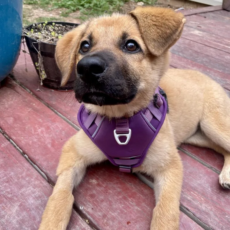 Rapunzel thumbnail 2