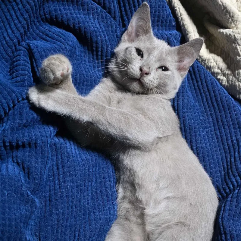 A baby small-sized male Gray / Blue / Silver Domestic Short Hair cat named Elvis for adoption in Valdosta , GA