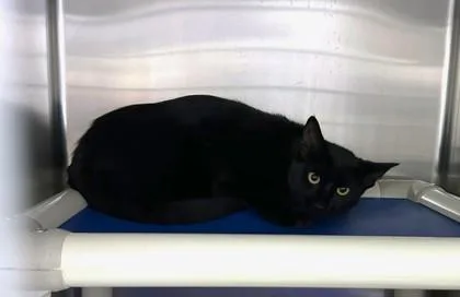 An adult medium-sized female Domestic Short Hair cat named Noir for adoption in Gwinn, MI