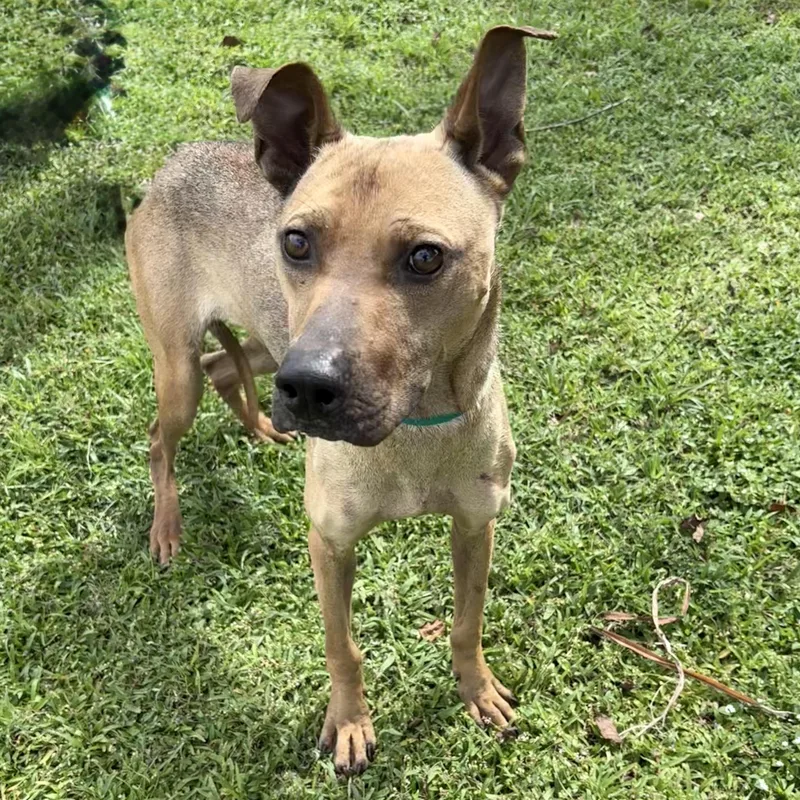 A young medium-sized male Shepherd dog named Bonzai for adoption in Valdosta, GA