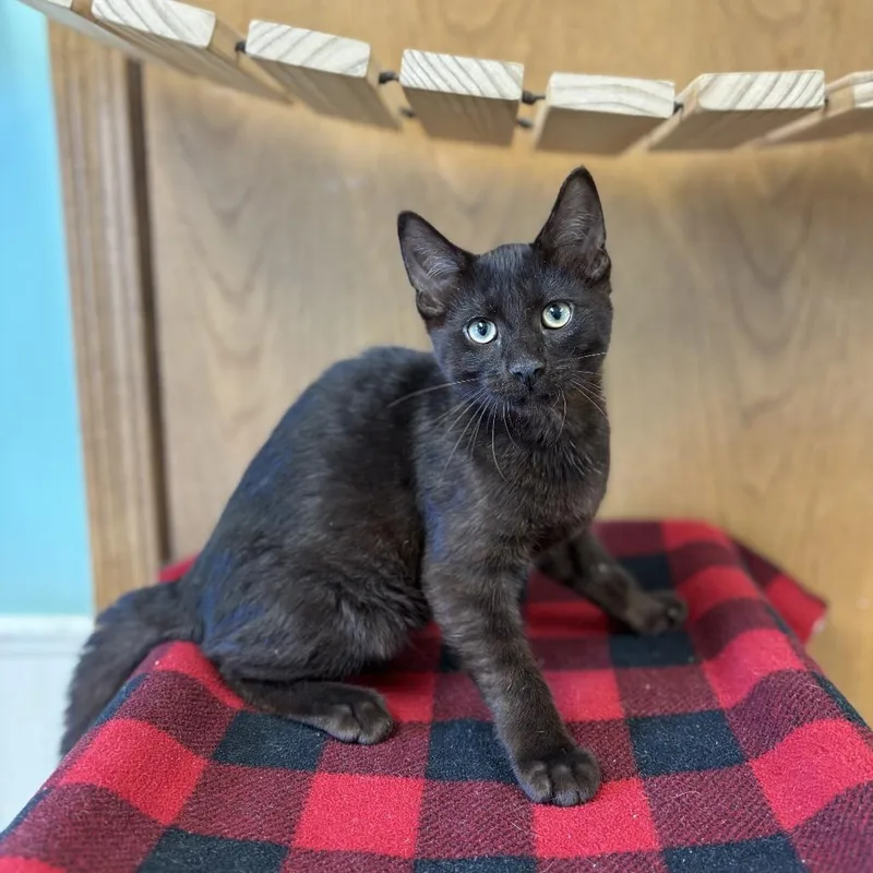 A baby small-sized male Black Domestic Short Hair cat named Little Bear for adoption in Fargo, ND