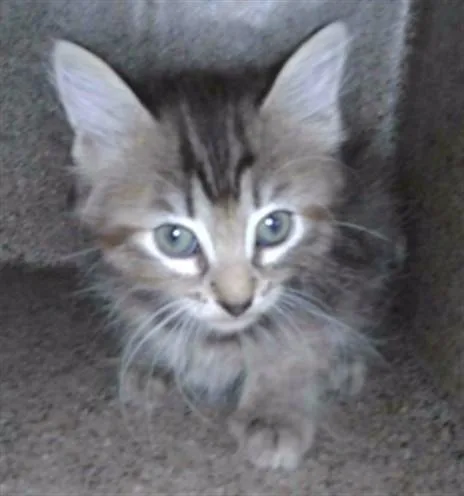 A baby small-sized female Domestic Medium Hair cat named Delilah for adoption in Baldwin Park, CA