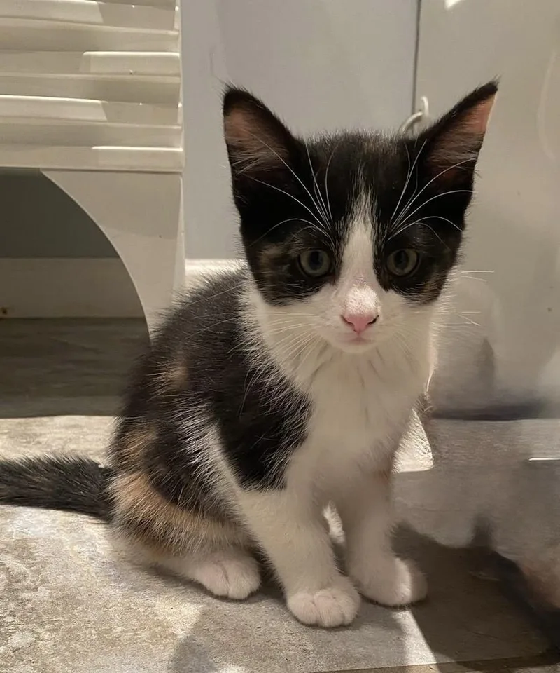 A baby small-sized female Black & White / Tuxedo Calico cat named Oliver & Co.: Georgette for adoption in Warren, CT