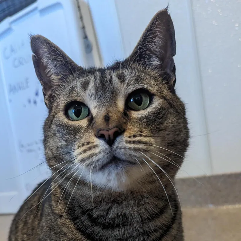 Captain Crunch thumbnail 3