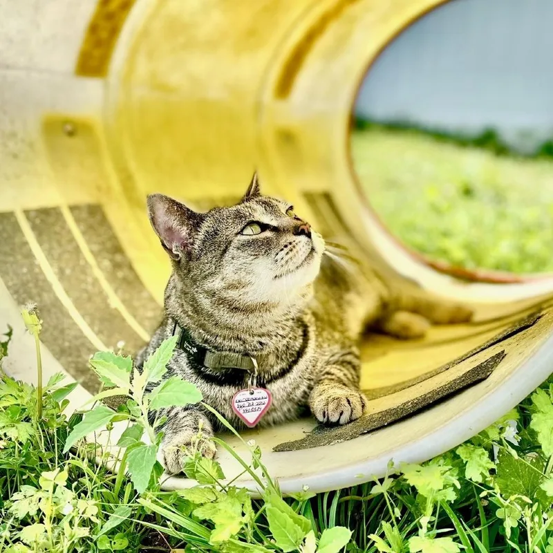 Captain Crunch thumbnail 6