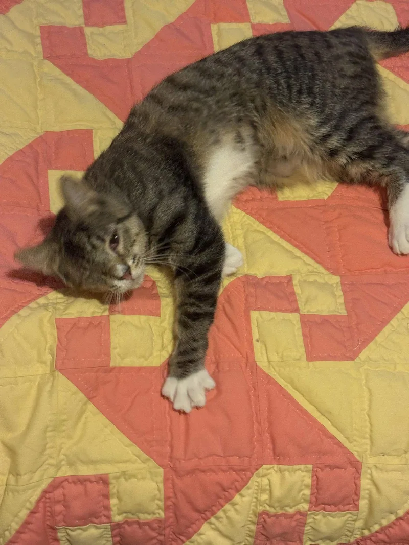 An adult small-sized female Domestic Short Hair cat named Chimi for adoption in Aurora, CO