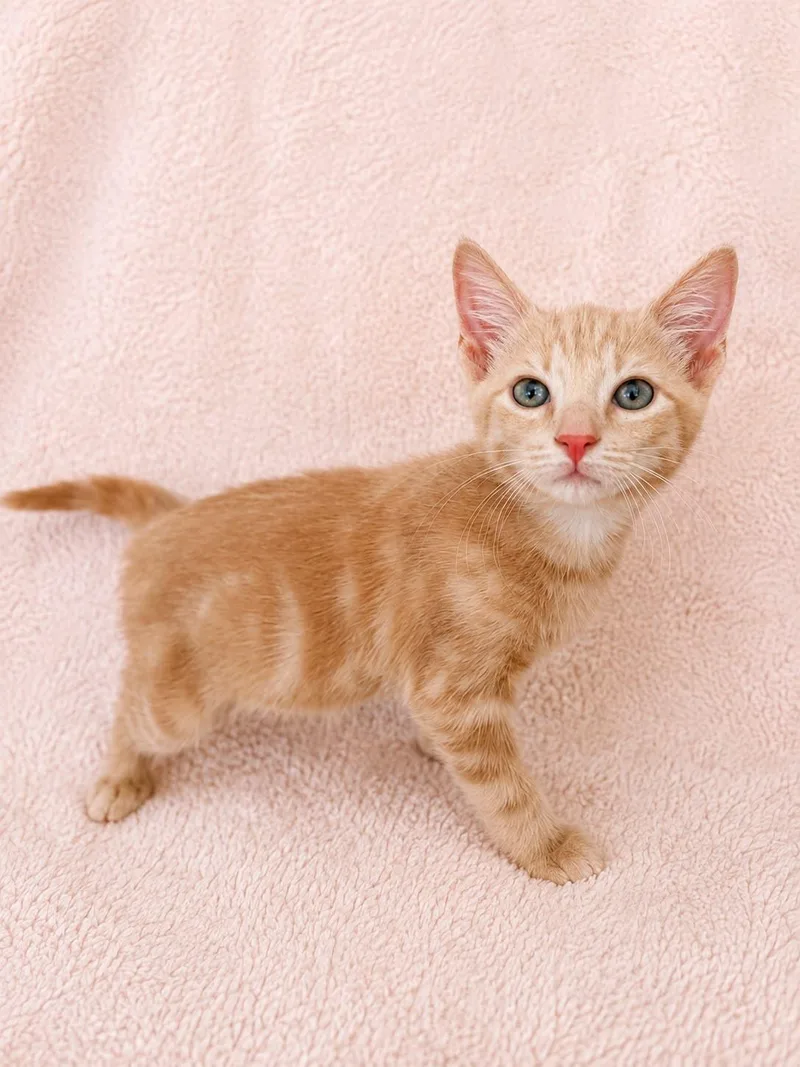 A baby medium-sized male Buff / Tan / Fawn Domestic Short Hair cat named Haaland for adoption in Sunrise, FL