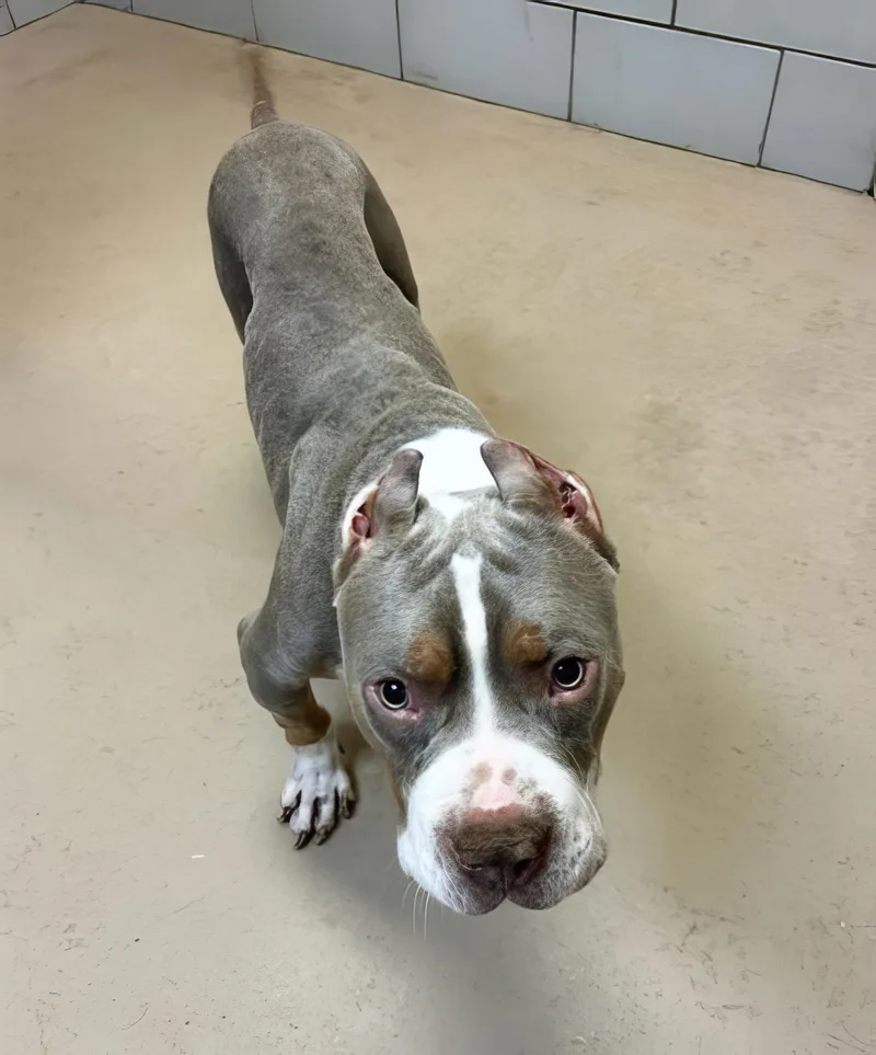 An adult medium-sized male Brown / Chocolate Mixed Breed dog named Crunchwrap for adoption in Nashville, TN