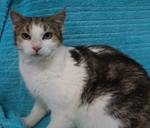 An adult medium-sized female Domestic Short Hair cat named Elva for adoption in Thief River Falls, MN