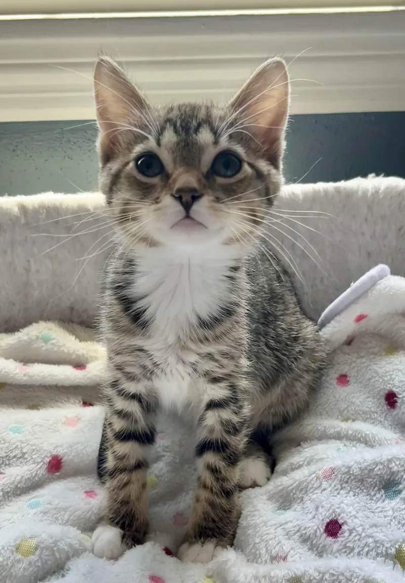 A baby medium-sized male Tabby (Brown / Chocolate) Domestic Short Hair cat named River for adoption in Mount Juliet, TN