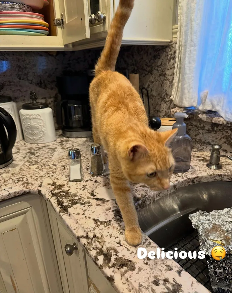 Cara Cara thumbnail 2