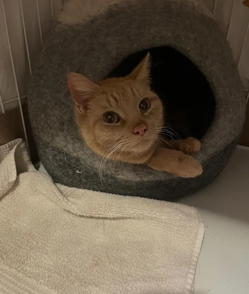 Cara Cara thumbnail 3