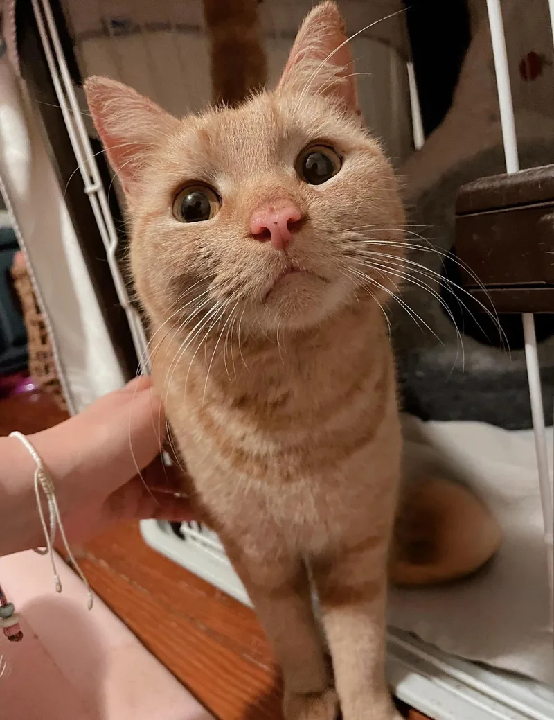 A young medium-sized female Orange / Red Domestic Short Hair cat named Cara Cara for adoption in Staten Island, NY