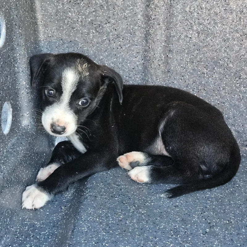 A baby small-sized female Black Mixed Breed dog named Mitzi for adoption in Lake Jackson, TX