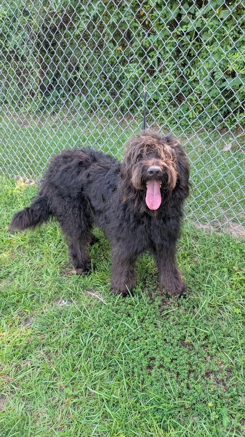 An adult large-sized male Brown / Chocolate Mixed Breed dog named Conner for adoption in Marion, MS