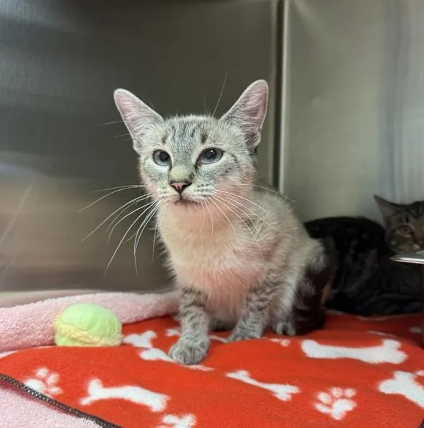 An adult medium-sized female Domestic Short Hair cat named Shuri for adoption in Great Falls, MT