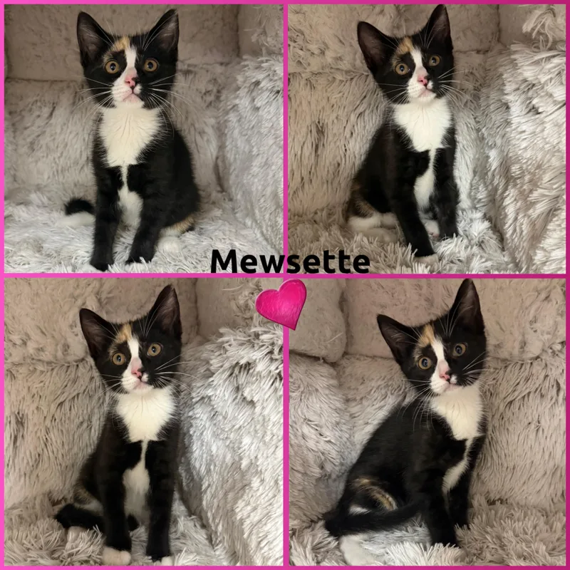 A baby small-sized female Calico Domestic Short Hair cat named Mewsette for adoption in Louisville, KY