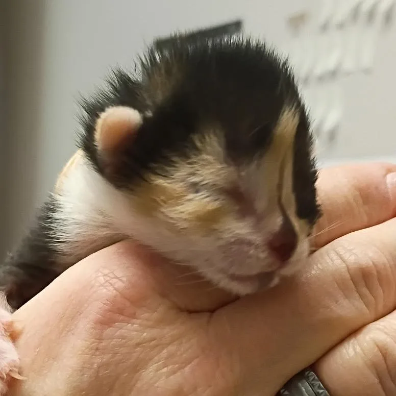 A baby small-sized female Calico Domestic Short Hair cat named Lieutenant for adoption in Commerce City, CO