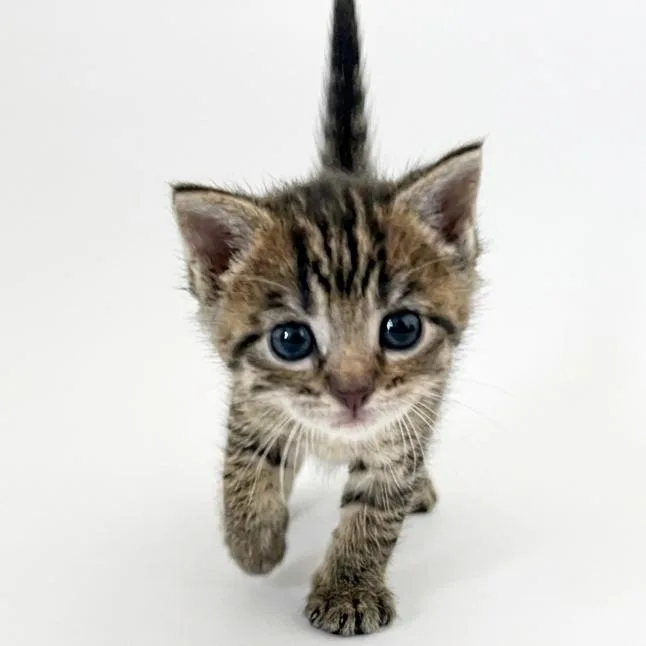 A baby small-sized male Gray / Blue / Silver Domestic Medium Hair cat named Snickers for adoption in San Saba, TX