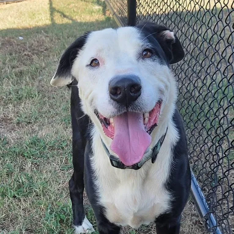 A young large-sized male Black Border Collie dog named Boomer for adoption in Brentwood, TN