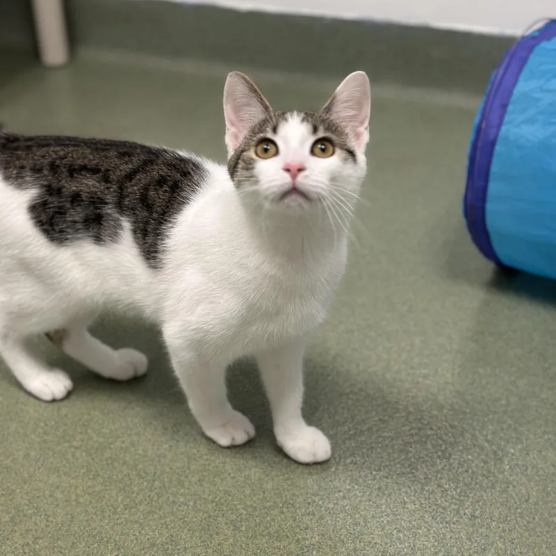 A young medium-sized female Brown / Chocolate Domestic Short Hair cat named Alice for adoption in Zanesville, OH