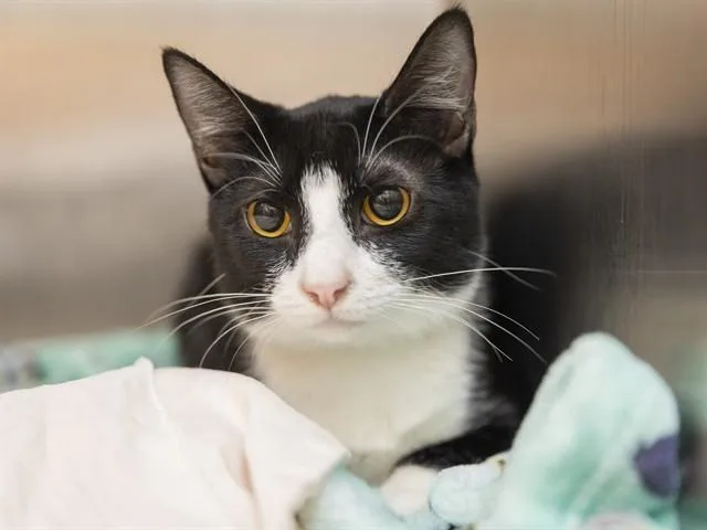 A young small-sized male Domestic Short Hair cat named Ash for adoption in Phoenix, AZ