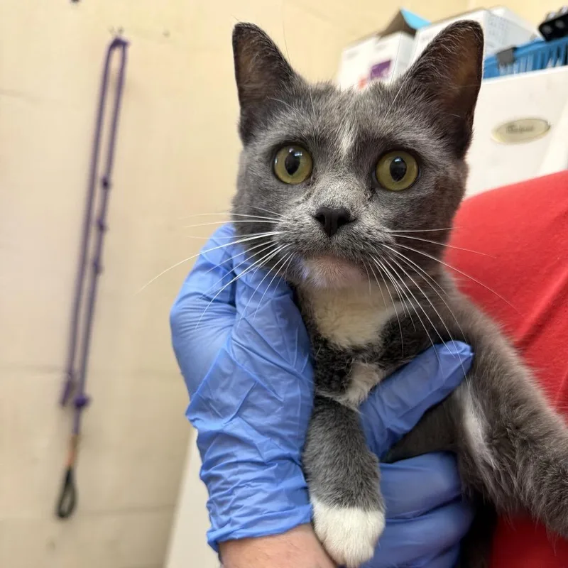 A young medium-sized female Gray / Blue / Silver Domestic Short Hair cat named Delva for adoption in Birmingham, AL