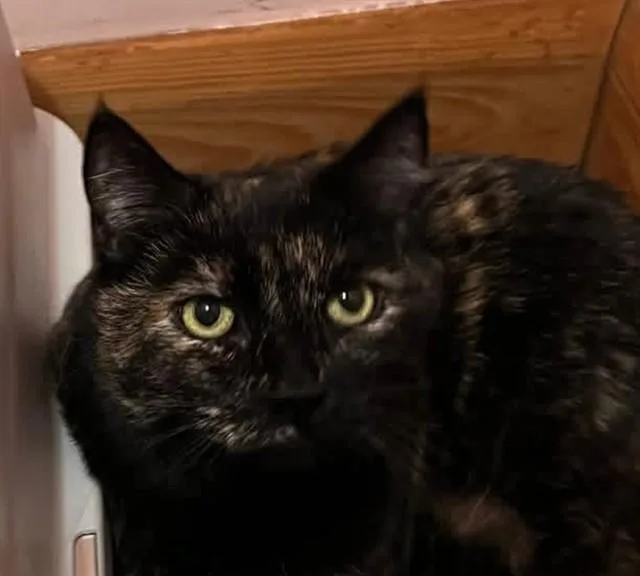 An adult medium-sized female Domestic Short Hair cat named Riley for adoption in Springfield, MA