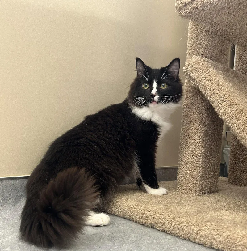 A young medium-sized male Domestic Medium Hair cat named Silas for adoption in Arlington, VT