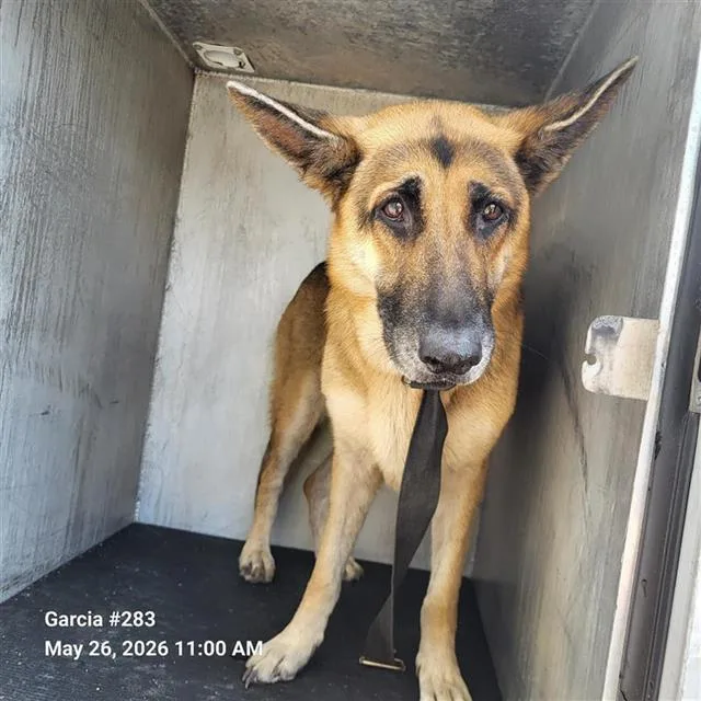 An adult large-sized female German Shepherd Dog dog named Aubrey for adoption in San Antonio, TX